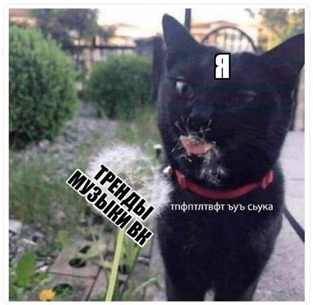 Кот с одуванчиком во рту Мем тьфу