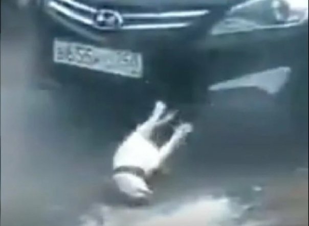 Собака и бутылка взорвалась