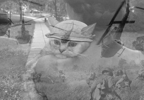 Кот во вьетнаме