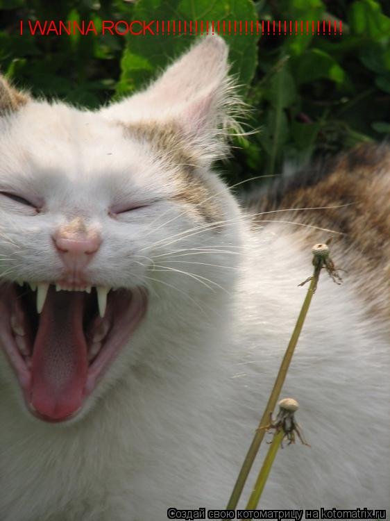 Кот ест одуванчик Мем