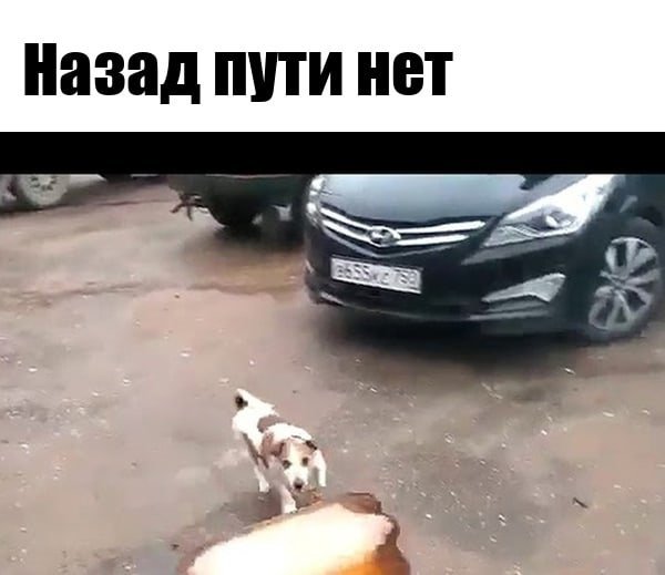 Собака и бутылка взорвалась