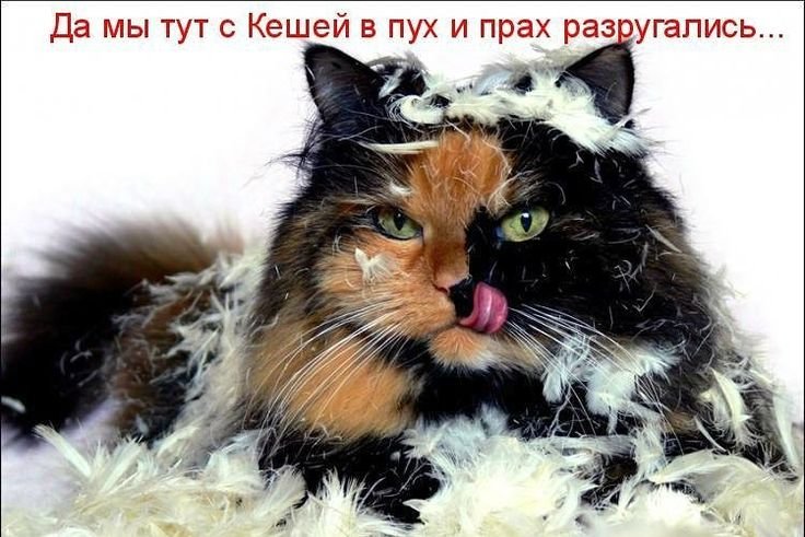 Кот рыльце в пушку