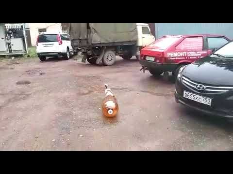 Собака и кега