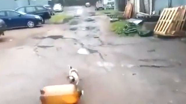 Собака после взрыва кеги