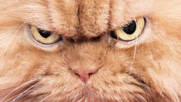 Кот злобный