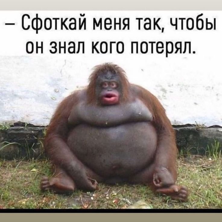 Обезьянки с надписью