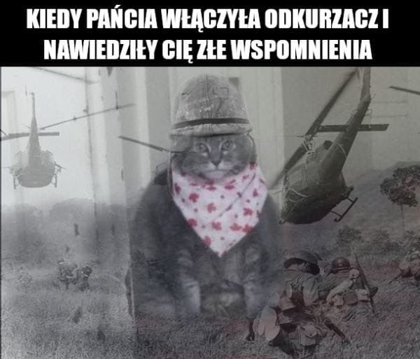 Котенок флешбеки