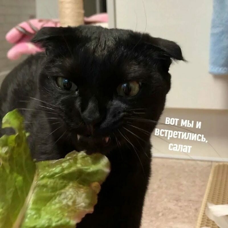 Салат котик