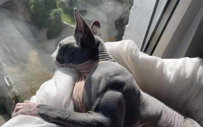 Накаченный кот