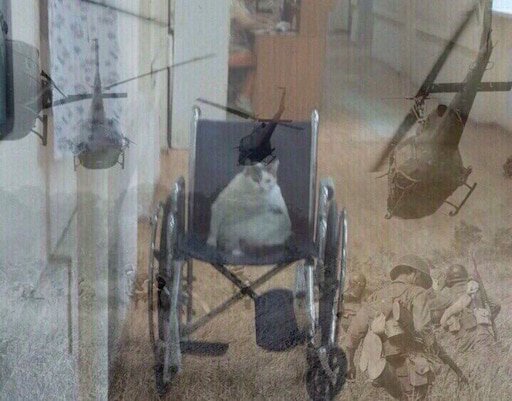 Кот флешбеки Вьетнам Мем
