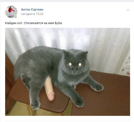 Шутки кончились кот в ванной