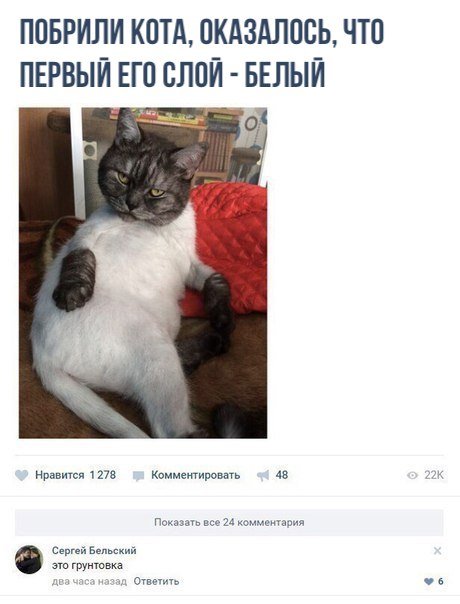 Кот с побритой башкой