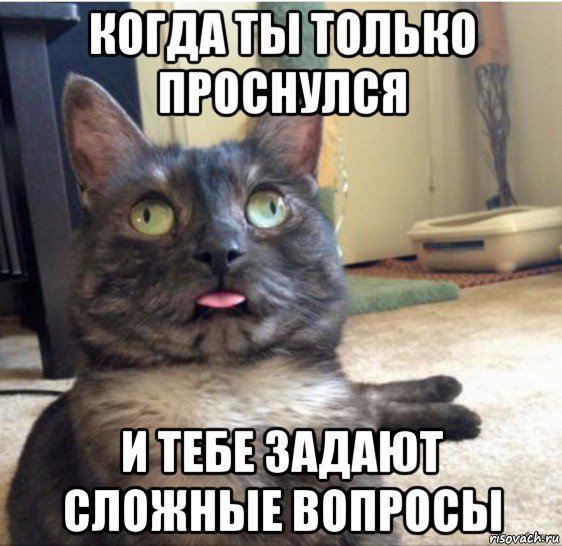 Вопросительный кот