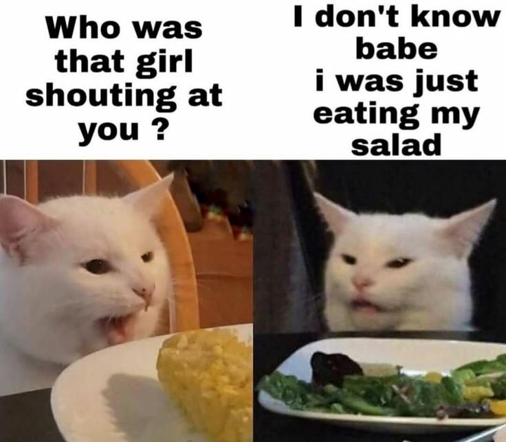 Мемы с котом за столом