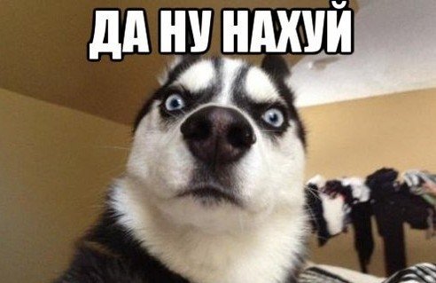 Спасибо за внимание с собакой