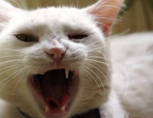 Беззубый кот