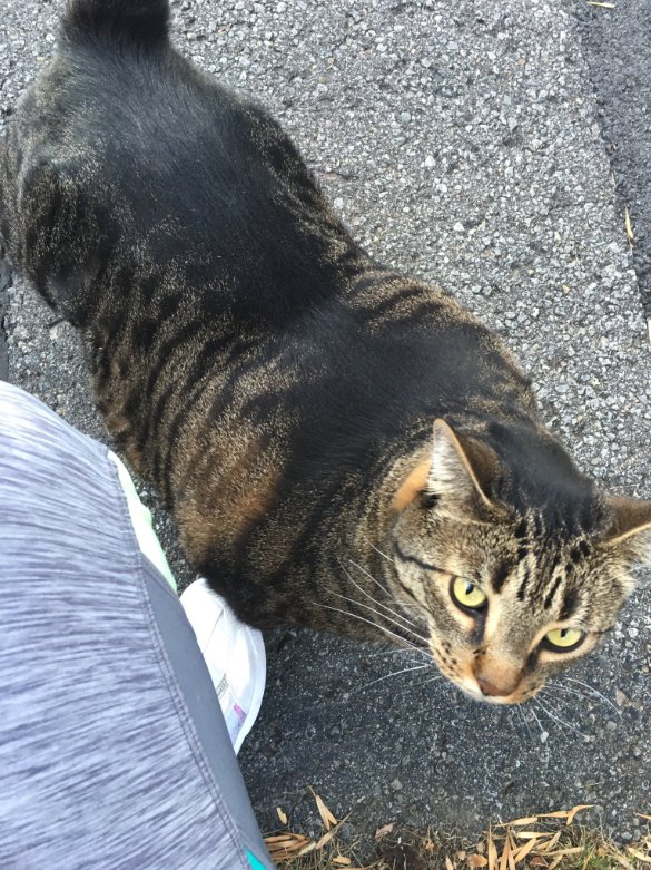 Накаченный кот