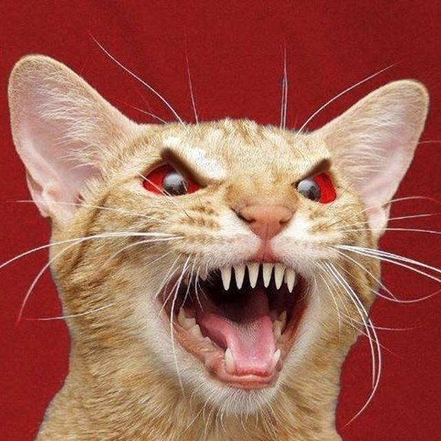 Бешеных котов