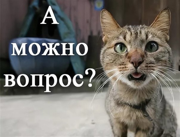 День ответов на вопросы вашей кошки