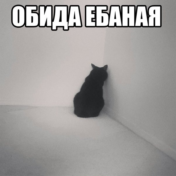 Кот отвернулся обиделся