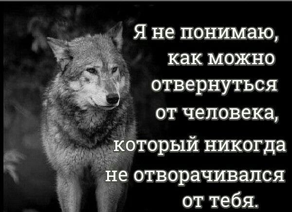 Цитаты про Волков и людей
