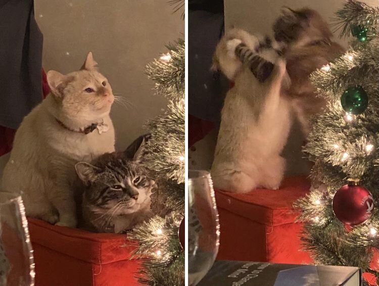 Смешные новогодние коты