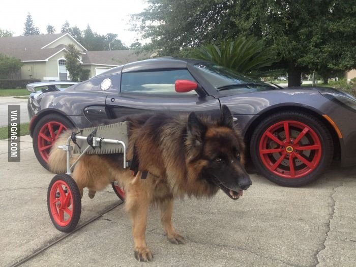 Пошло поехало Мем собака