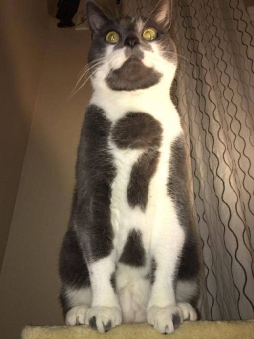 Необычные окрасы кошек