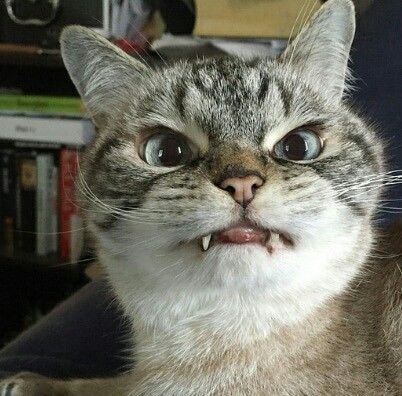 Злой кот с клыками