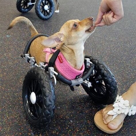 Собака на колесах
