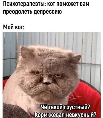 Коты с неприятными мордами