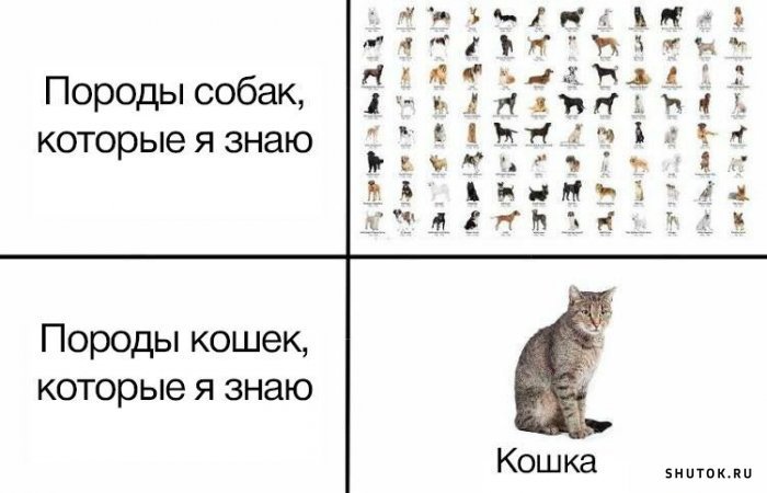 Породы котов Мем