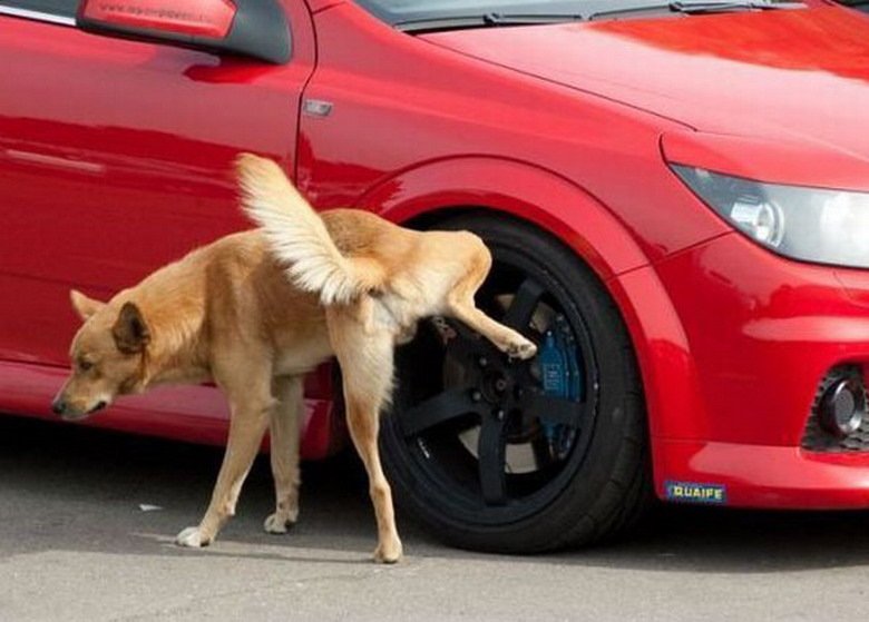 Собака ссыт на колесо машины