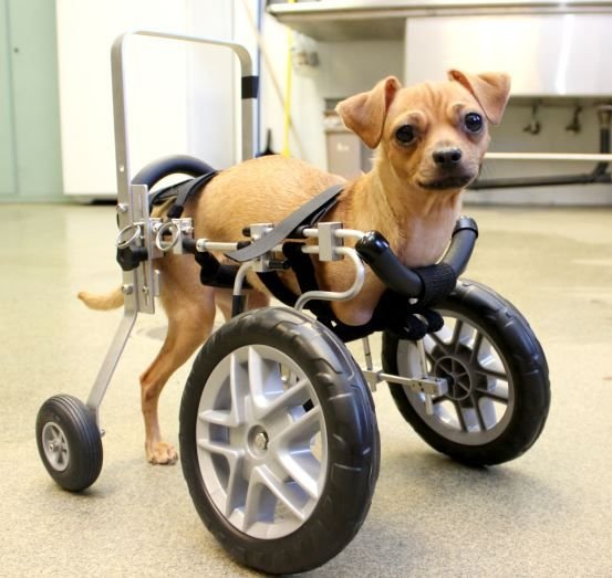 Собака на колесах