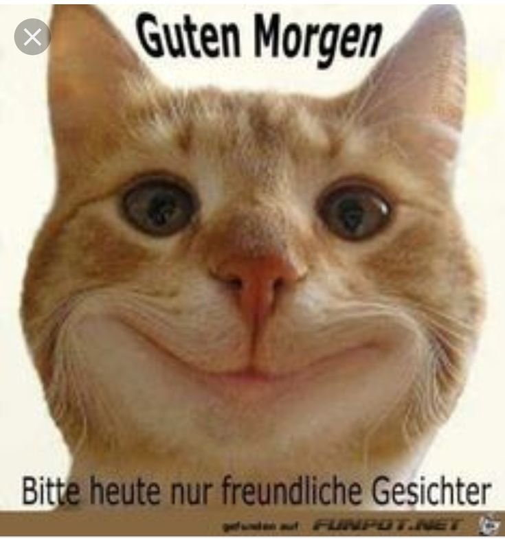 Довольная рожа