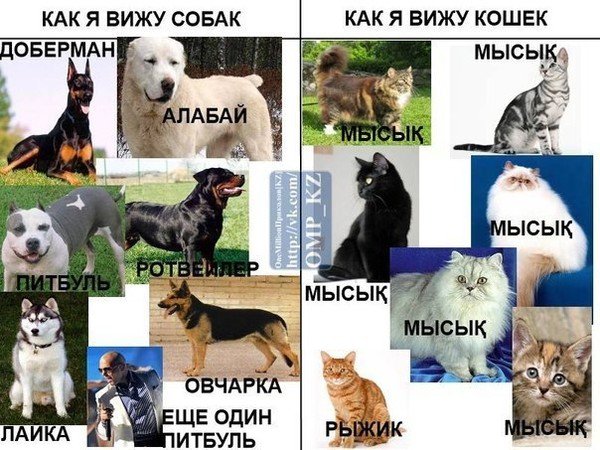 Как видят собаки