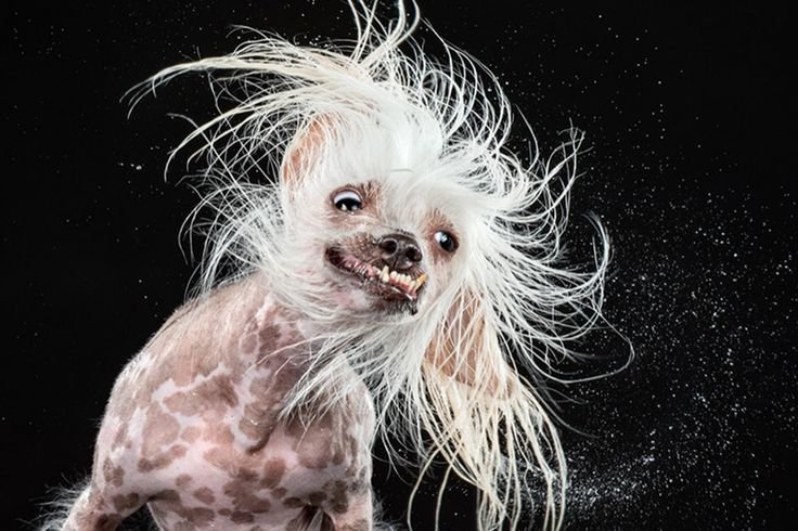 Китайская хохлатая с шерстью