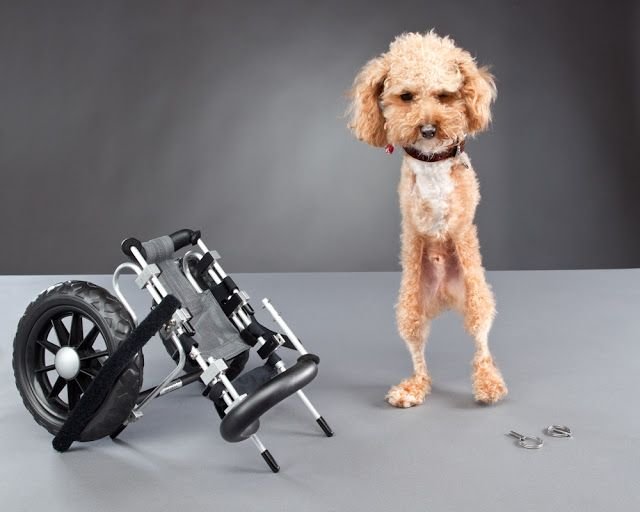 Собака инвалид