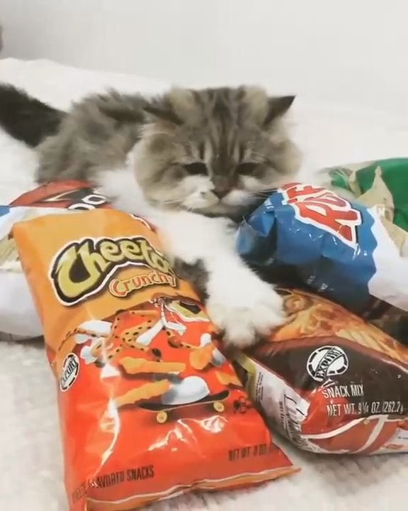 Коты и чипсы