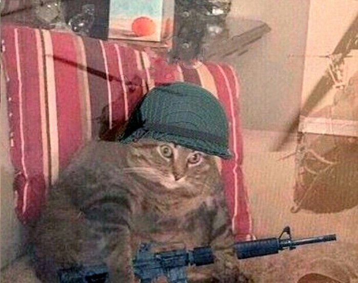 Кот вьетнамские флешбеки