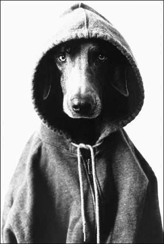 Кофта для собаки