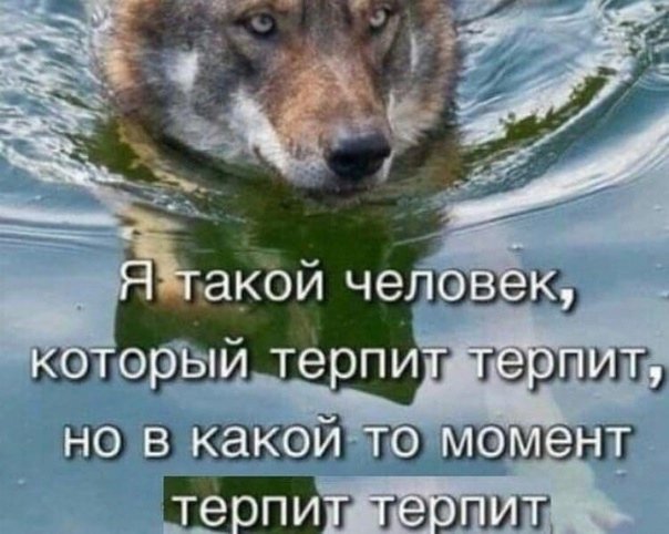 Мем с волком терпит терпит