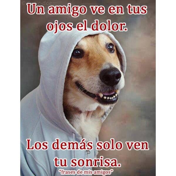 Собака в капюшоне