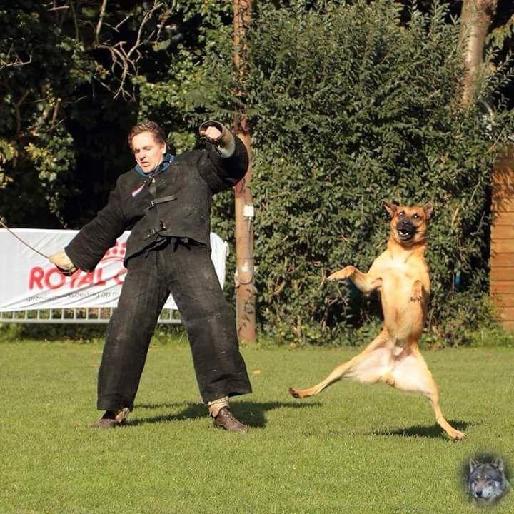 Кинолог с собакой прикол