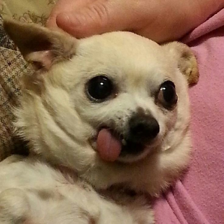 Мемы с собачками