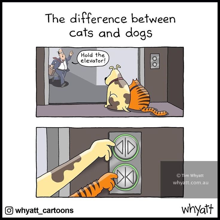 Мемы про собак и кошек