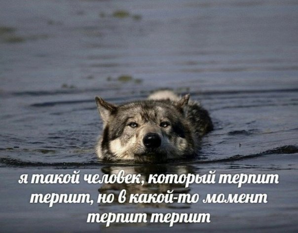 Мем с волком терпит терпит