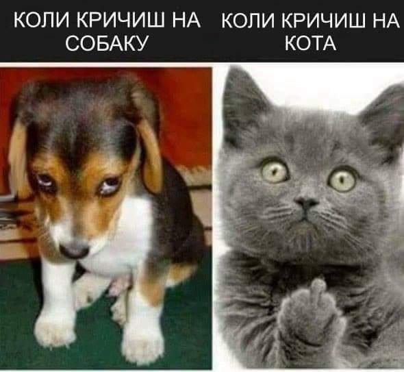 Про породы собак и кошек