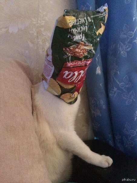 Коты чипсики