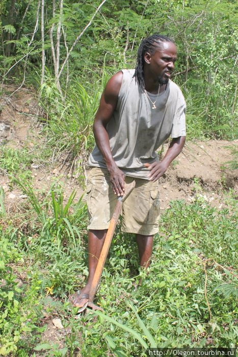 Негры на плантации